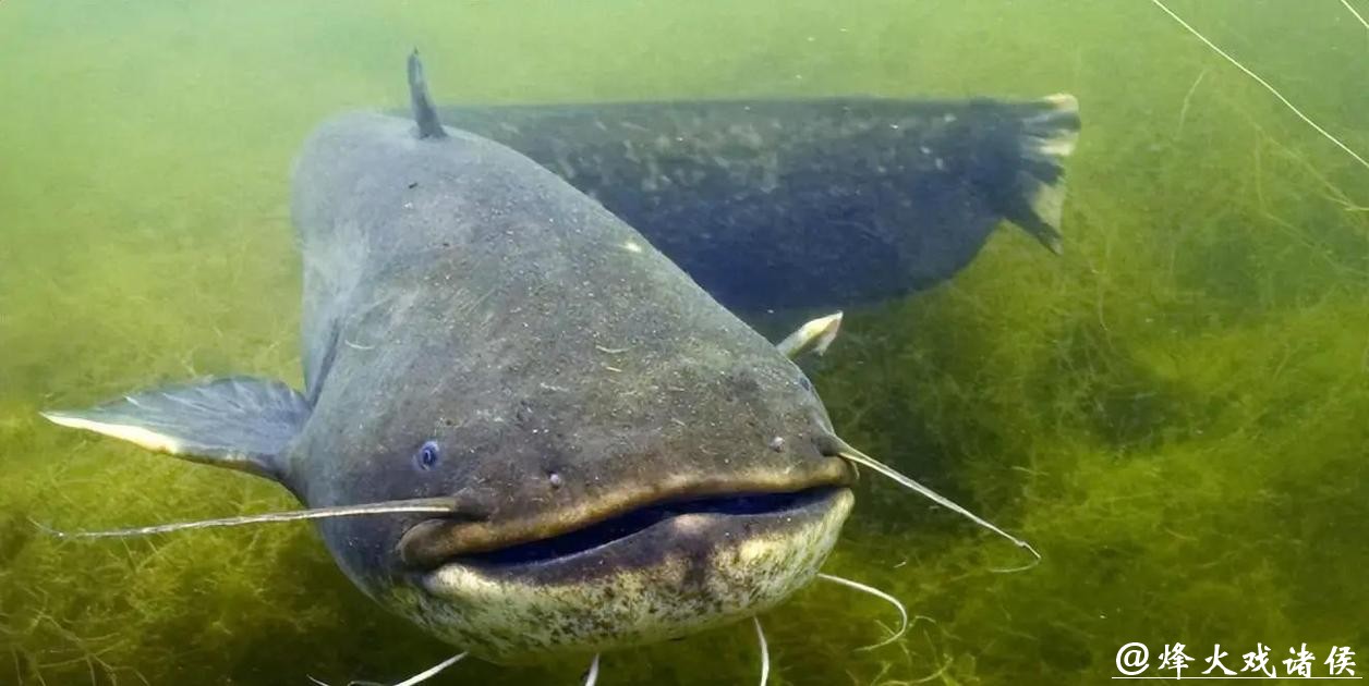 男子夜潜12米深水库，偶遇巨型鲶鱼，鱼嘴比人头都宽！网友：这鱼会吃小孩！